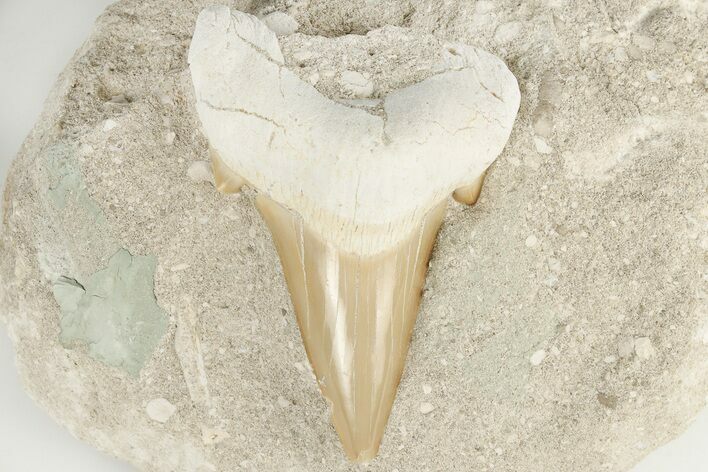 Otodus Shark Tooth Fossil in Rock - Oulad Abdoun Basin, Morocco #201152